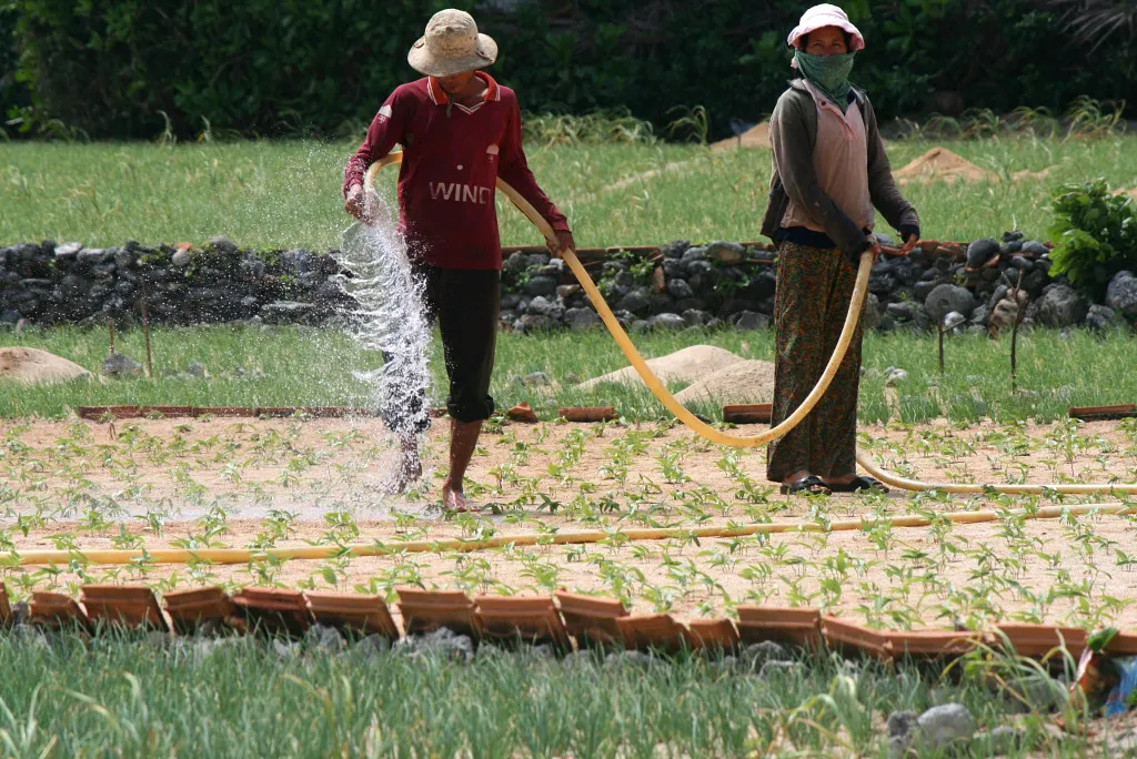 Low garlic fields and irrigation lines on Lý Sơn Island