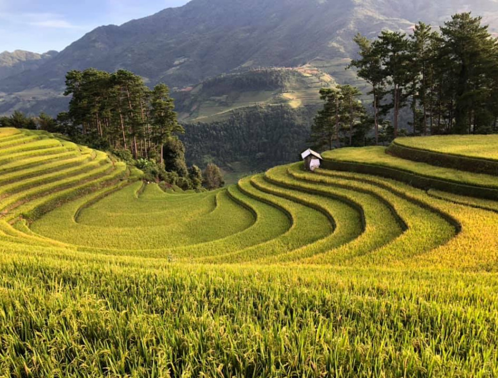 Horseshoe Hill Mu Cang Chai Review (2026): Worth It?